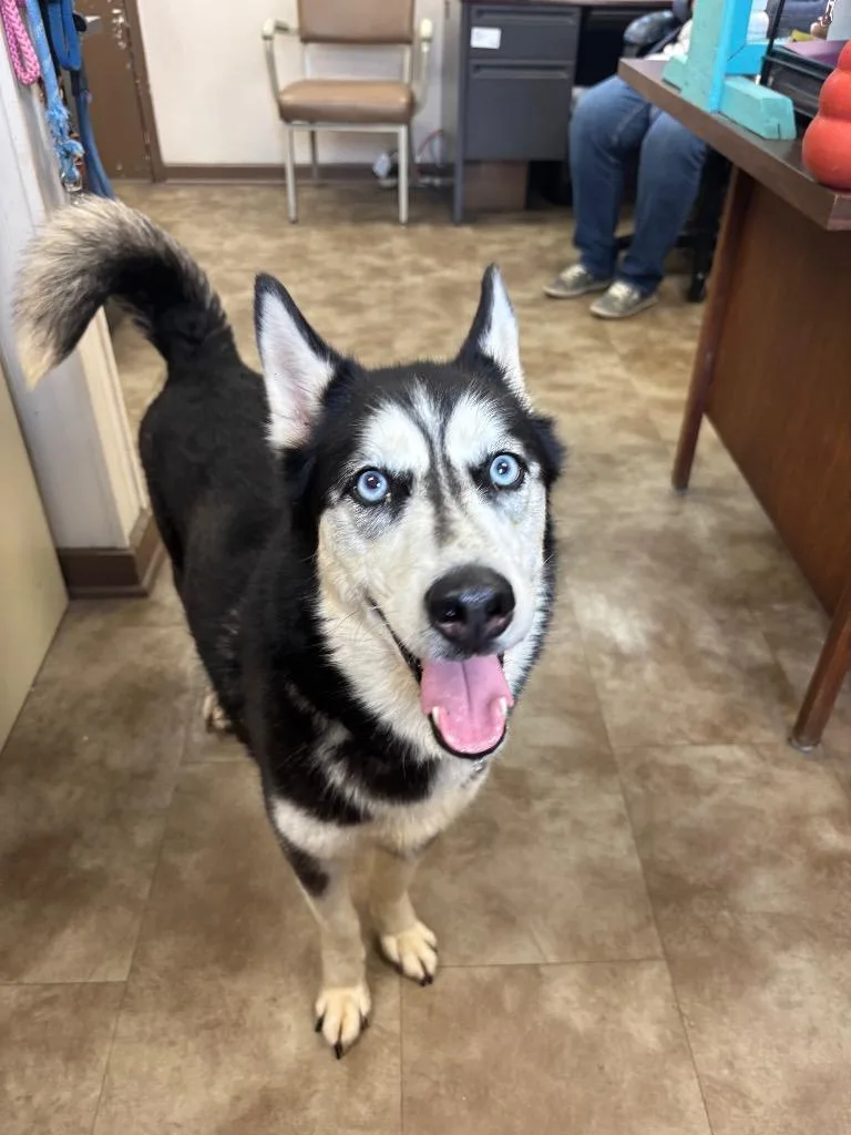 An adult medium-sized female Husky dog named Paisley for adoption in Springfield, OH