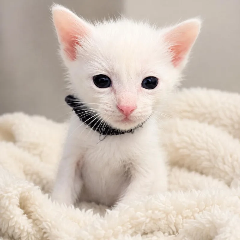A baby small-sized female White Domestic Short Hair cat named Crema for adoption in Chillicothe, IL