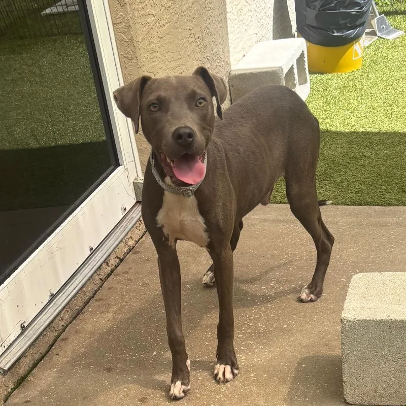 An adult medium-sized male Gray / Blue / Silver English Bulldog dog named Slim for adoption in Titusville, FL