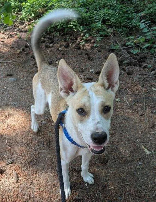 A young medium-sized female Mixed Breed dog named Honeywell for adoption in Vancouver, WA