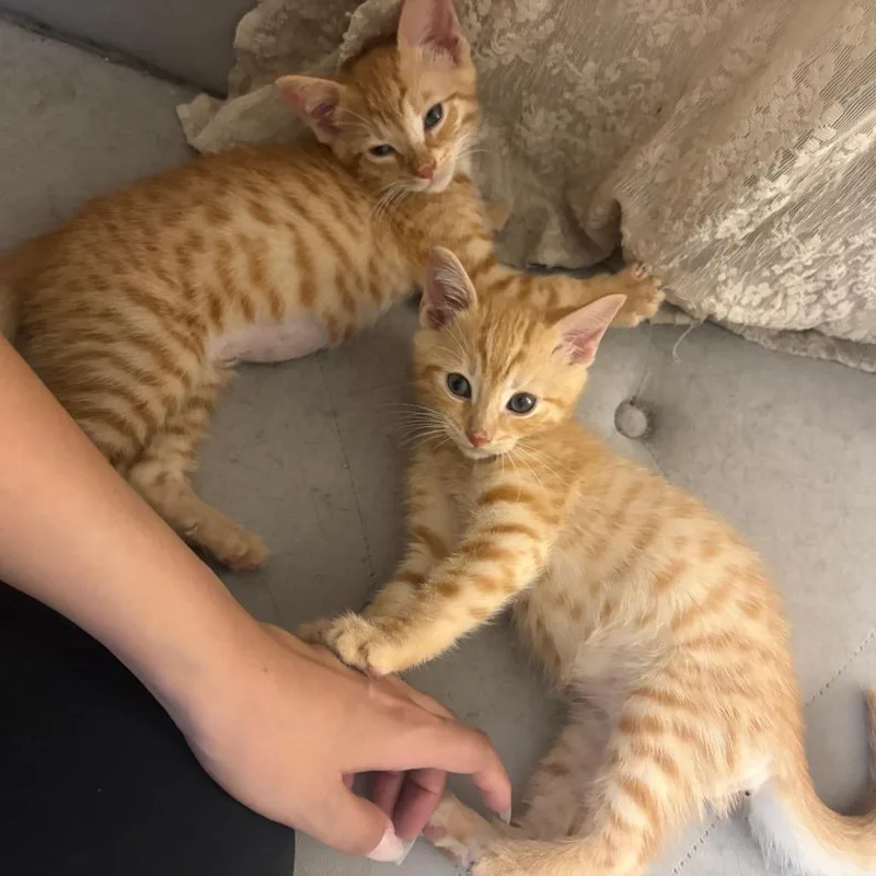 A baby small-sized male Orange / Red Domestic Short Hair cat named Spud for adoption in Long Beach, CA