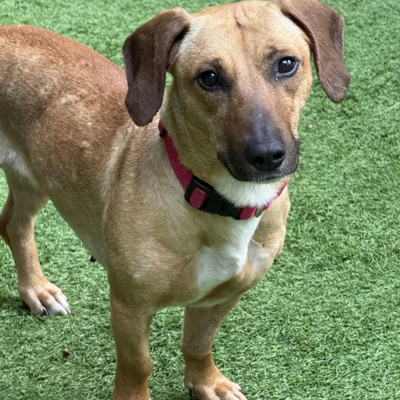 An adult small-sized female Mixed Breed dog named Zoe for adoption in Greenwich, NY