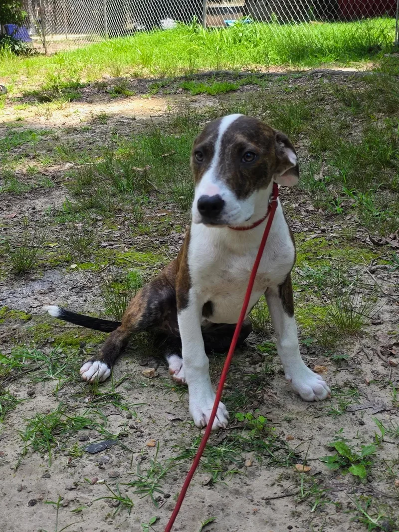 A young medium-sized male Tricolor (Brown, Black, & White) American Staffordshire Terrier dog named Billy for adoption in bauxite, AR