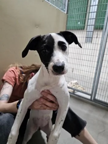 A baby medium-sized female Fox Terrier dog named Ariel for adoption in Frisco, CO