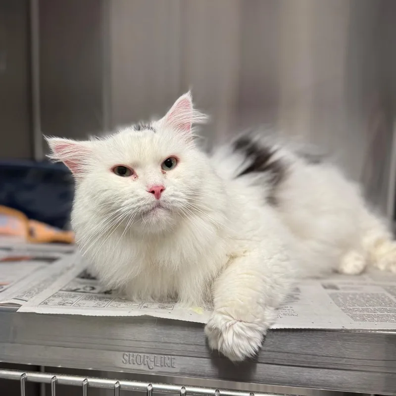 A senior large-sized male White Domestic Medium Hair cat named Mister Moo for adoption in Hendersonville, NC