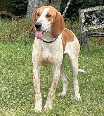 A young large-sized male English Coonhound dog named Jackson for adoption in Leawood, KS