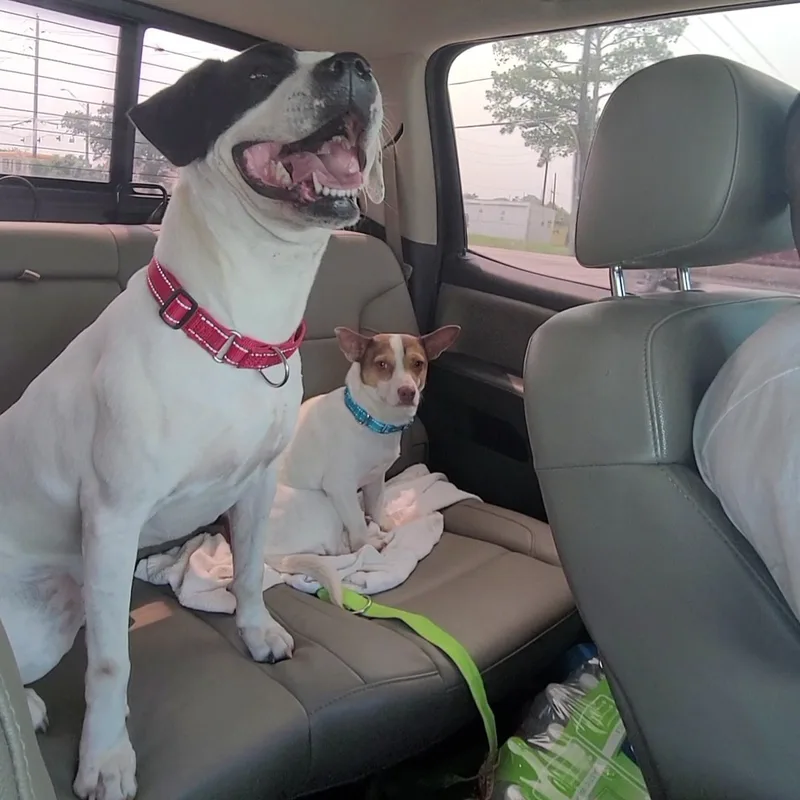 An adult medium-sized female White / Cream American Staffordshire Terrier dog named Cece for adoption in Magnolia, TX