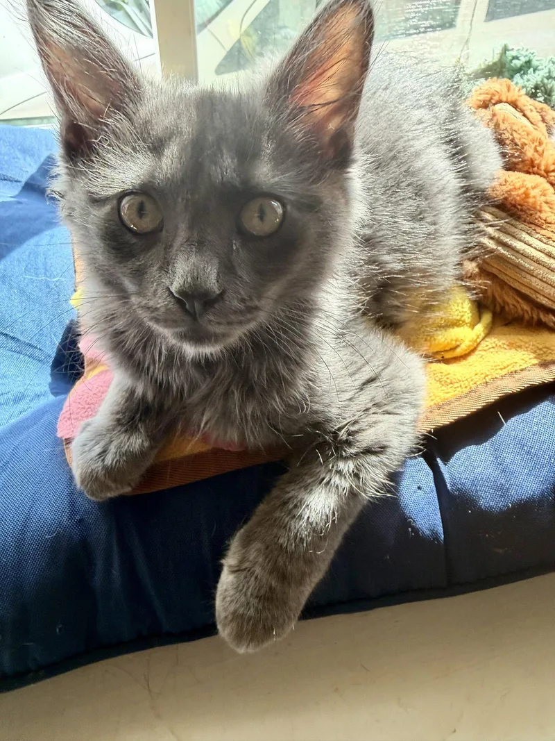 A young medium-sized male Gray / Blue / Silver Domestic Medium Hair cat named PARSNIP Foodie Litter for adoption in Hillsboro, OR
