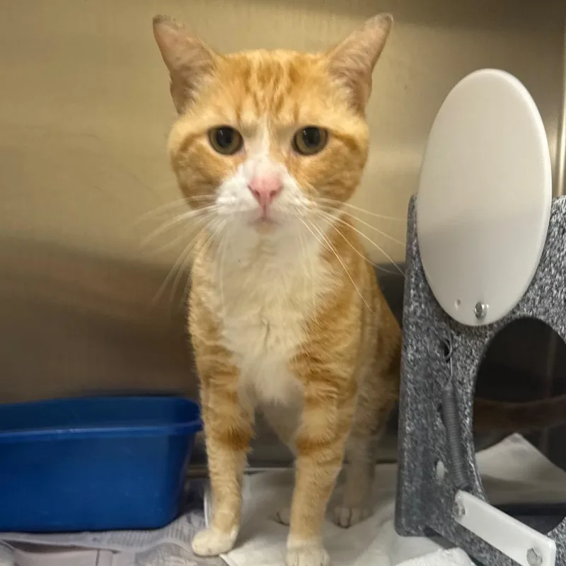 An adult large-sized male Orange / Red Domestic Short Hair cat named Zaza for adoption in Winston-Salem, NC