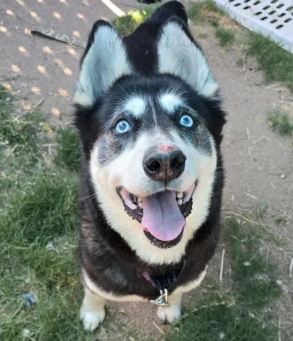A senior large-sized male Siberian Husky dog named Storm for adoption in El Cajon, CA