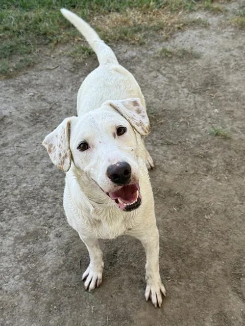 A young medium-sized female Shepherd dog named Bella for adoption in Riverside, CA