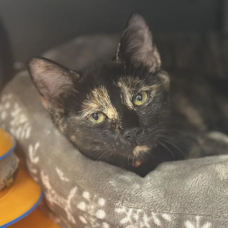 A baby small-sized female Domestic Short Hair cat named NCR Jonagold for adoption in Port Washington, NY