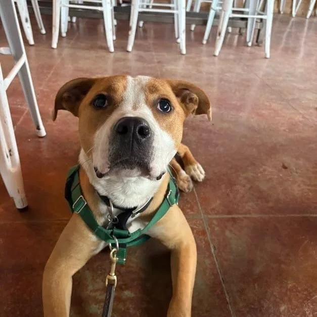 An adult medium-sized male Brown / Chocolate Mixed Breed dog named Buzz Lightyear for adoption in Bangall, NY