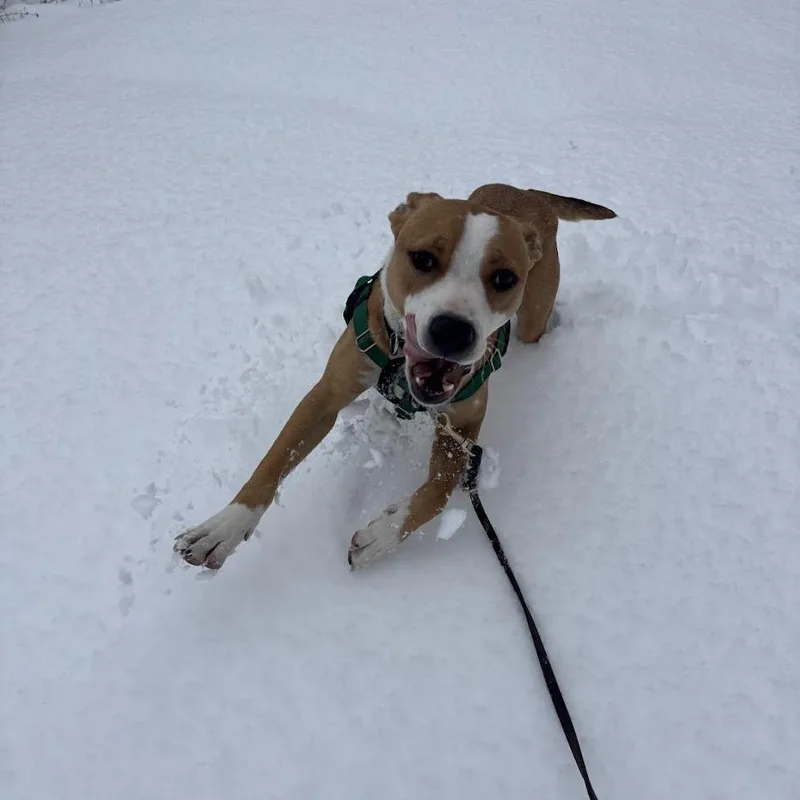 Buzz Lightyear thumbnail 3