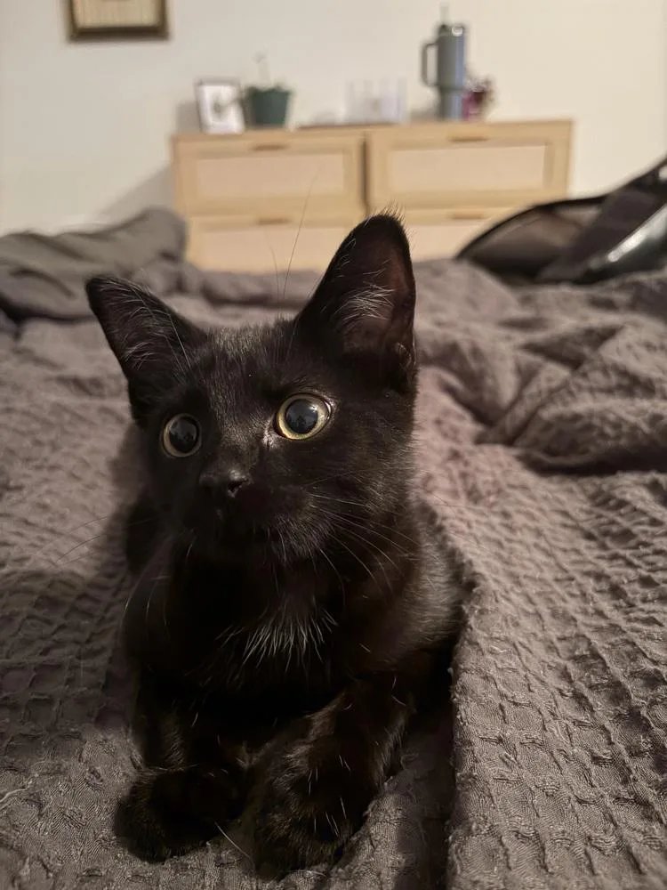 A baby small-sized female Black Domestic Short Hair cat named Cleo for adoption in Youngsville, NC