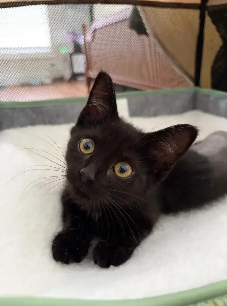 Cleo thumbnail 2