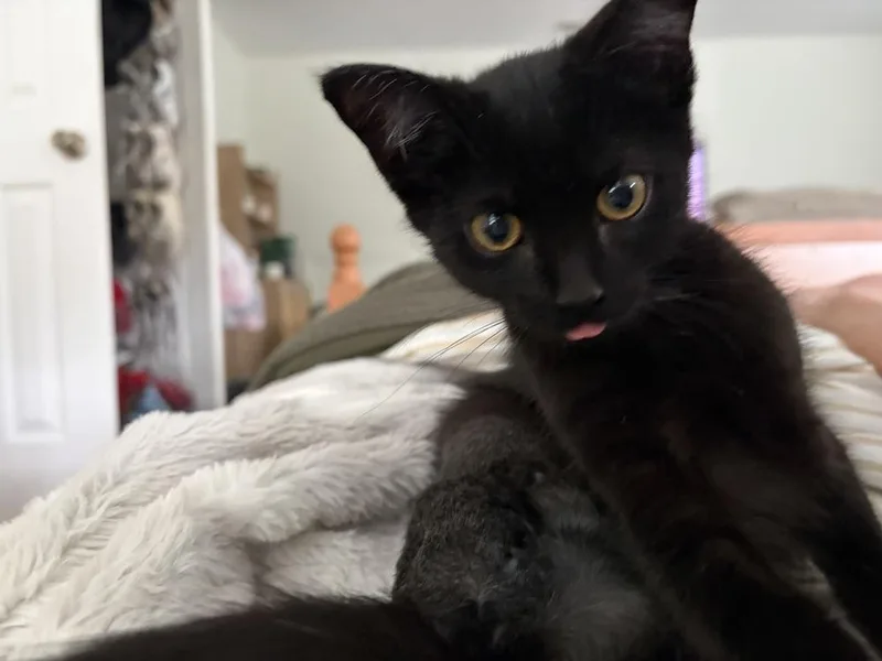 Cleo thumbnail 3