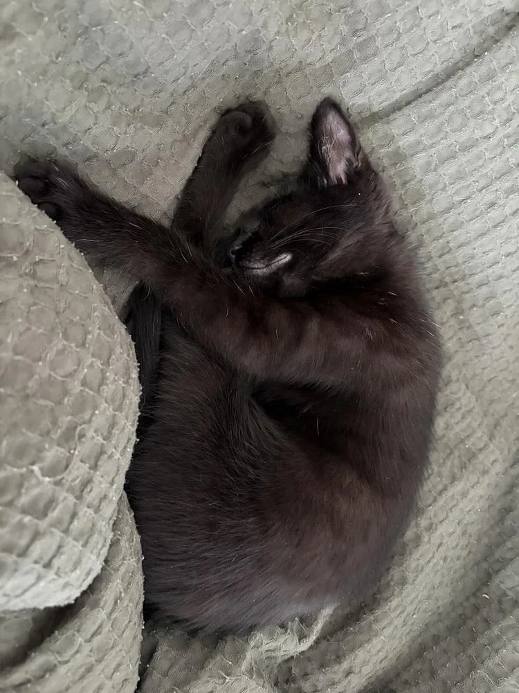 Cleo thumbnail 4