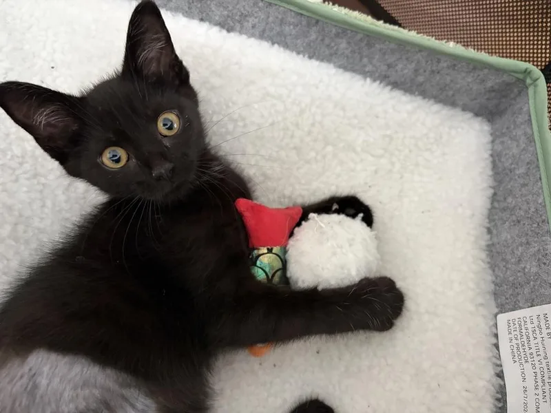 Cleo thumbnail 5