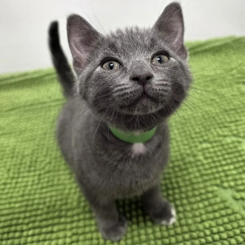 A baby small-sized male Gray / Blue / Silver Domestic Short Hair cat named Rosemary for adoption in Fort Wayne, IN