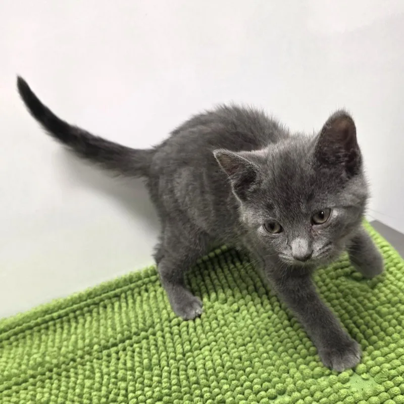 Rosemary thumbnail 2