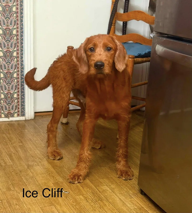 Ice Cliff AA in