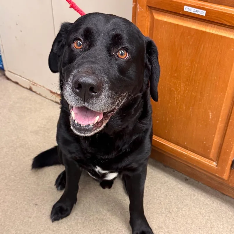 An adult large-sized male Black Labrador Retriever dog named Cannoli for adoption in Birdsboro, PA