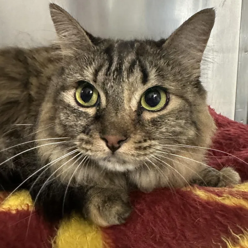 Tigerlilly