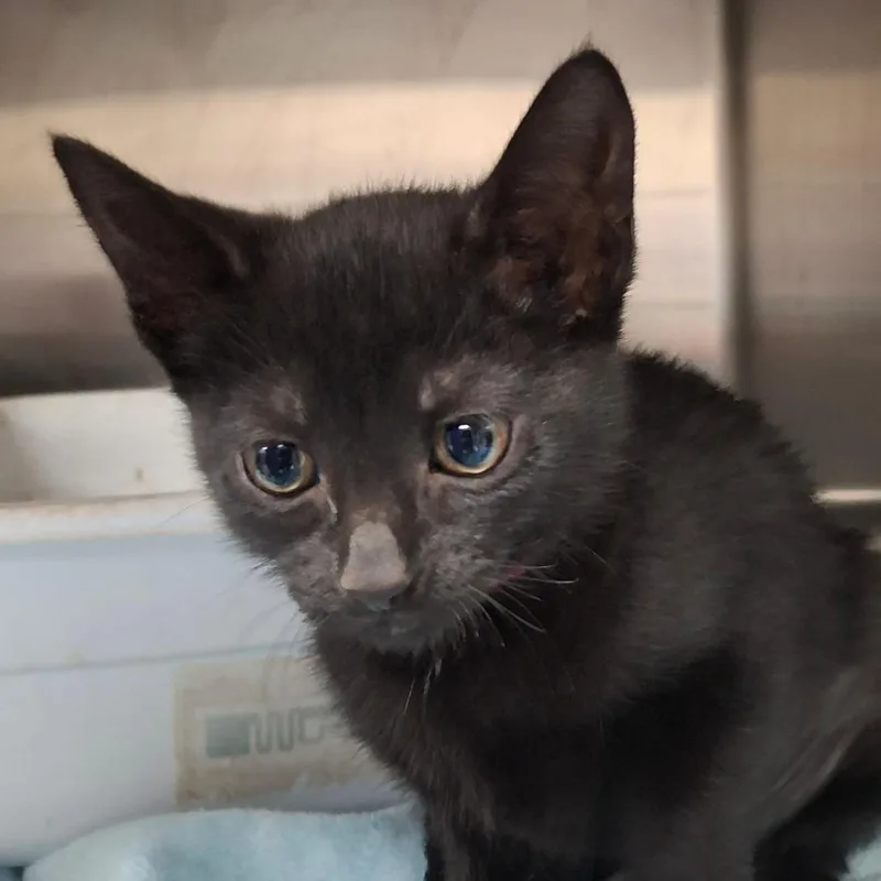A baby small-sized female Black Domestic Short Hair cat named Chocolate Habanero for adoption in Lakeland, FL
