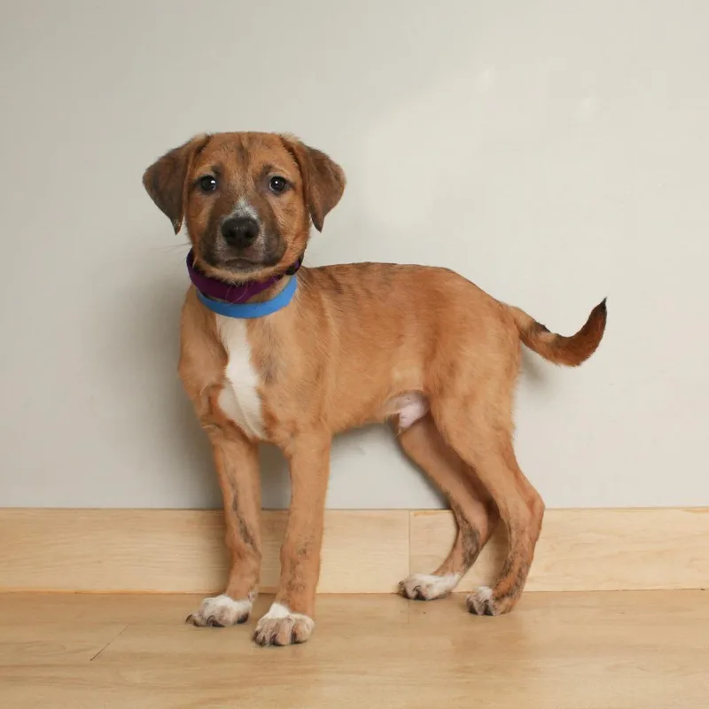 Chips Ahoy D thumbnail 3