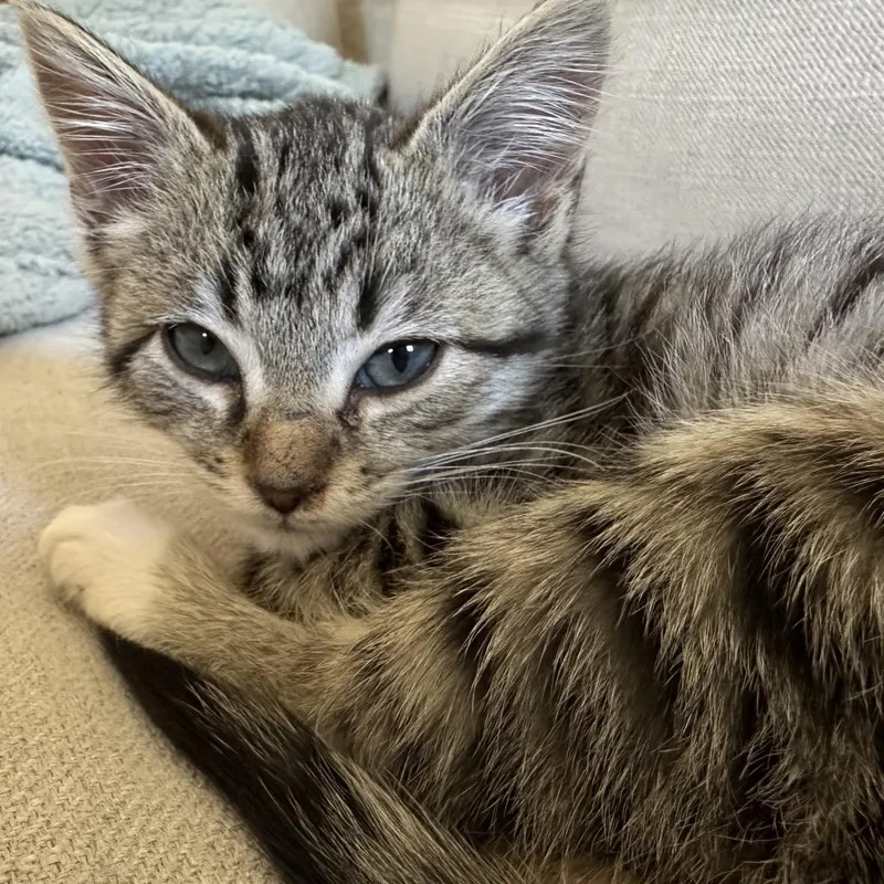 A baby small-sized female Brown / Chocolate Domestic Short Hair cat named The Cutting Edge for adoption in Fredericksburg, VA