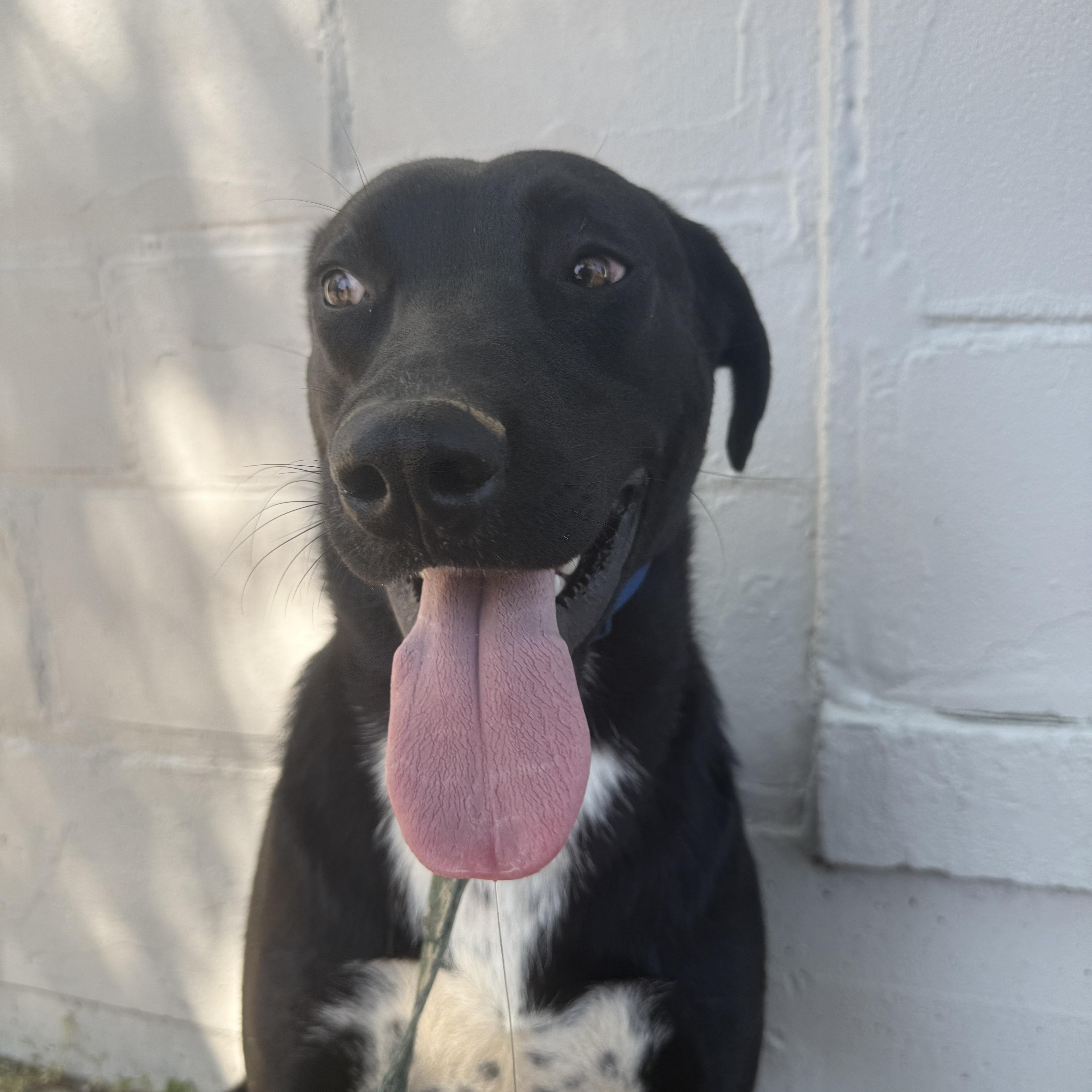 Skippy Mcsniff thumbnail 2