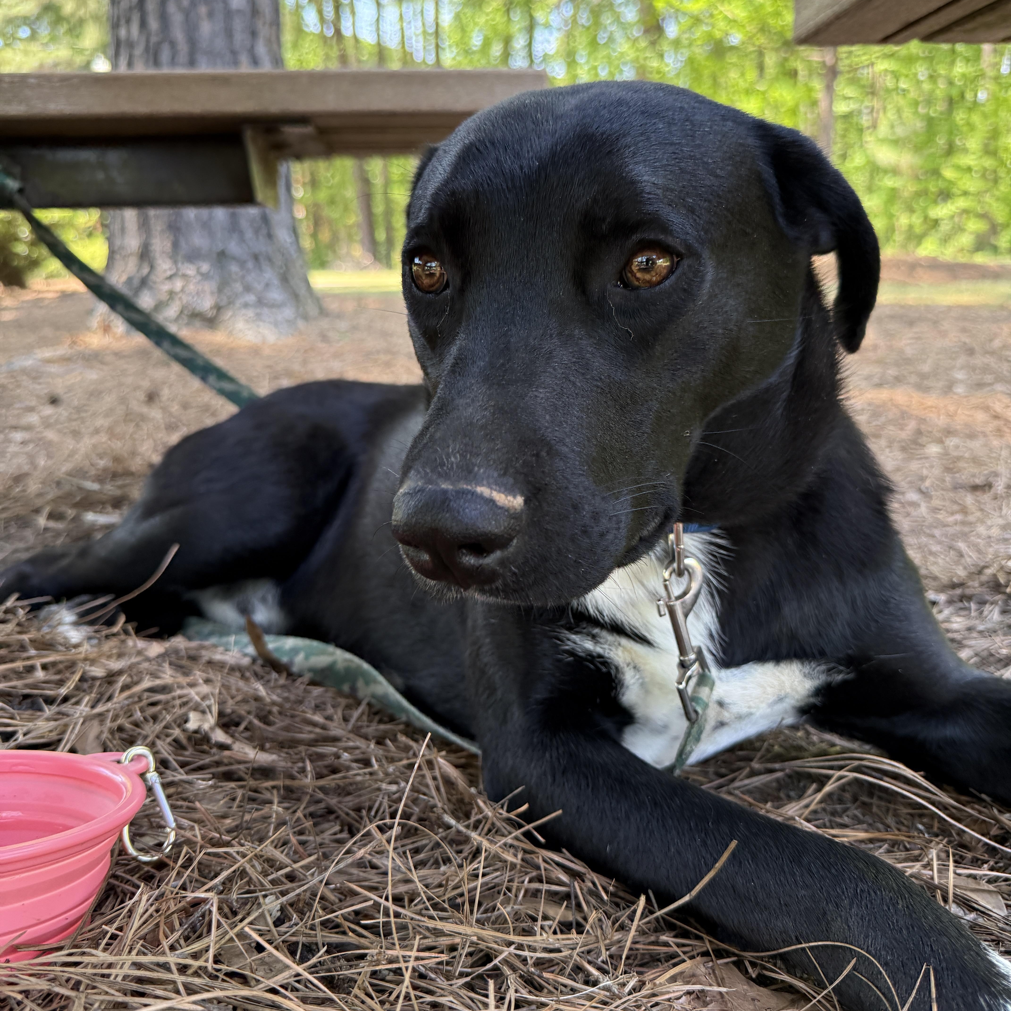 Skippy Mcsniff thumbnail 3