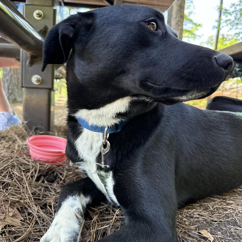 Skippy Mcsniff thumbnail 4