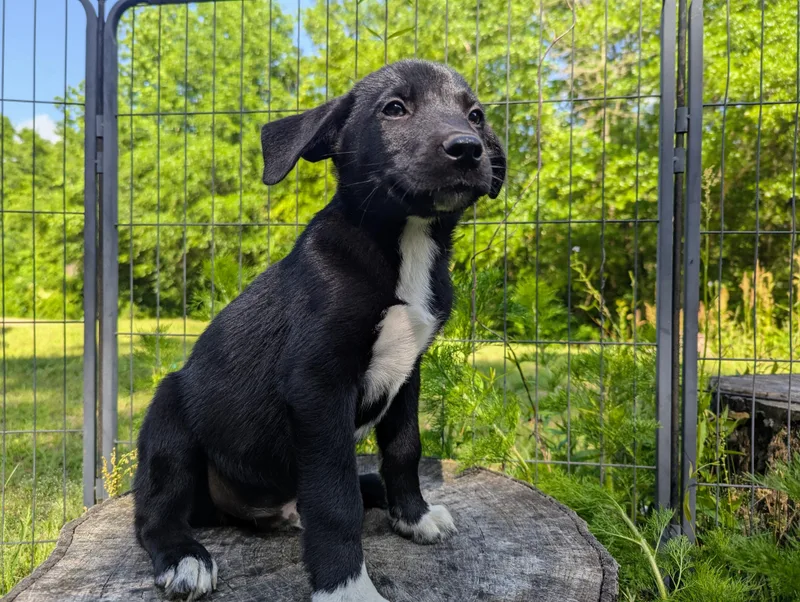 Skippy Mcsniff thumbnail 5