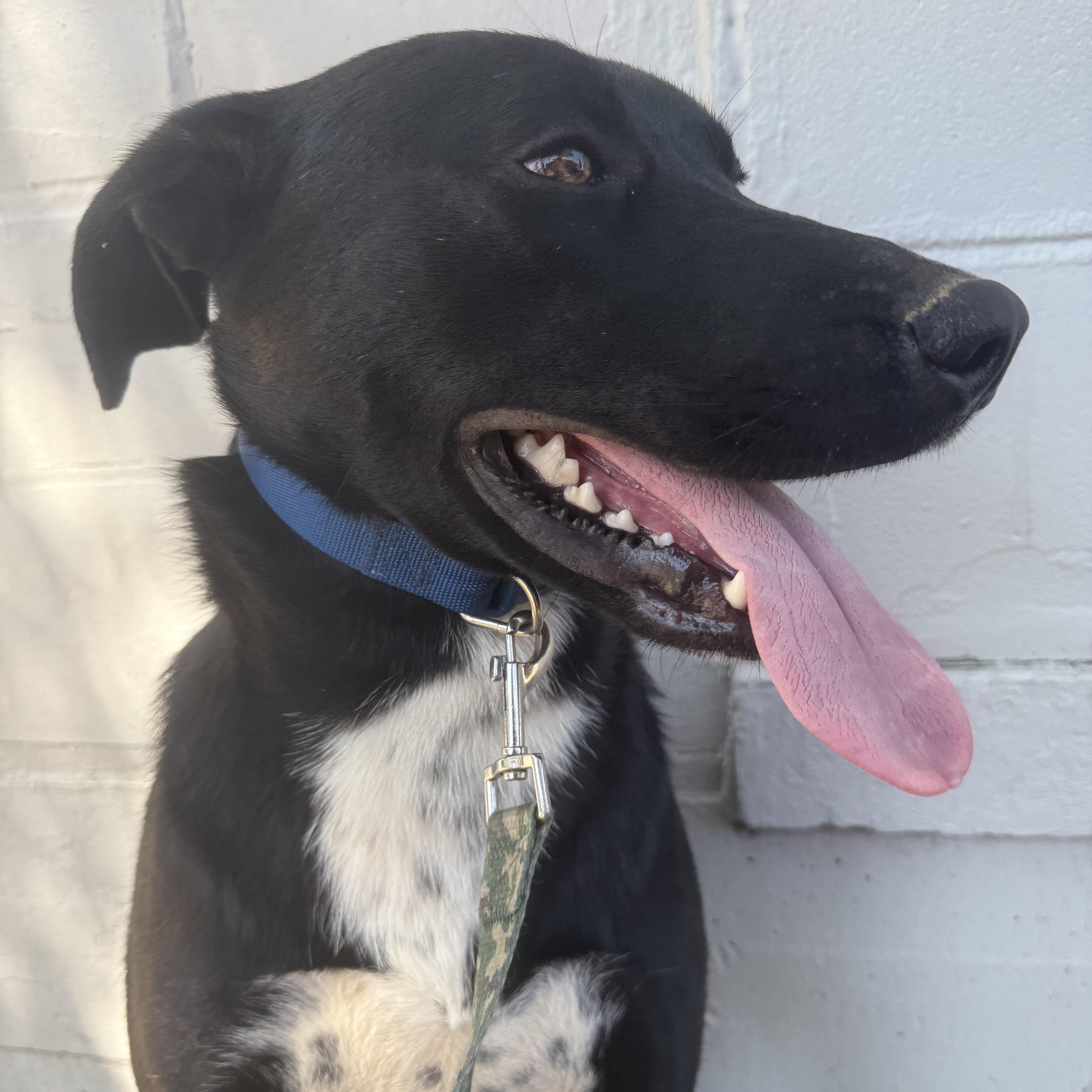 Skippy Mcsniff thumbnail 6