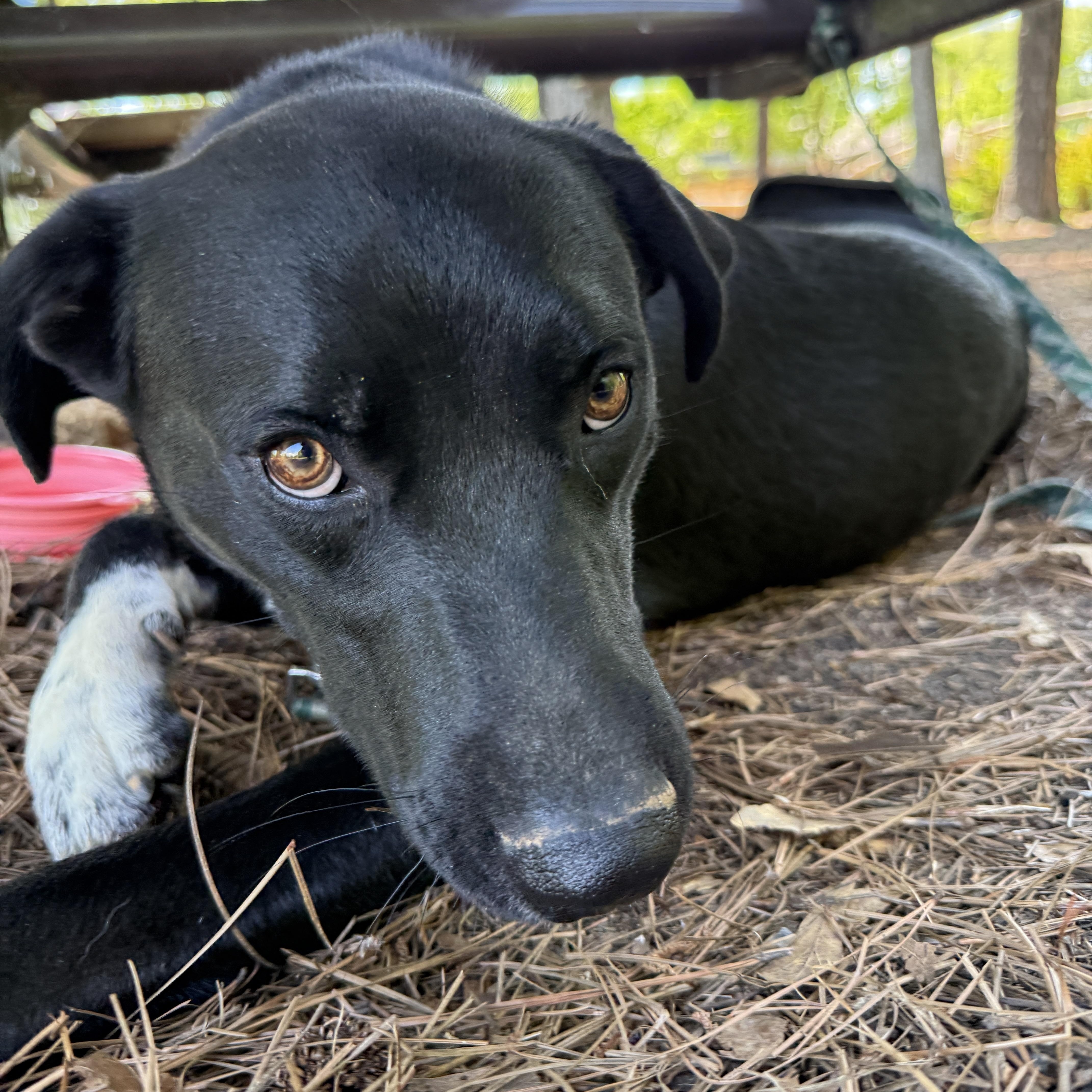 A young large-sized male Black Labrador Retriever dog named Skippy Mcsniff for adoption in Fosters, AL
