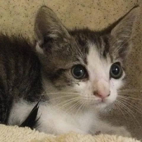 A baby small-sized female Domestic Short Hair cat named Mj for adoption in Riverside, CA
