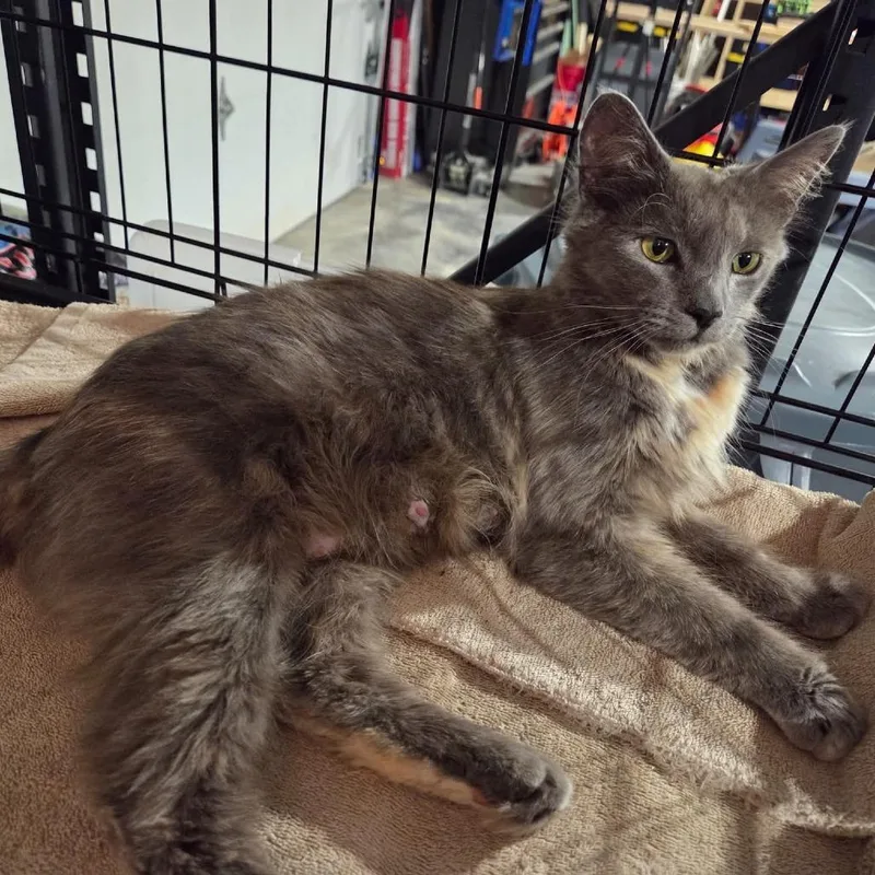 An adult small-sized female Smoke Domestic Long Hair cat named Mama Maisey for adoption in Johnstown, PA