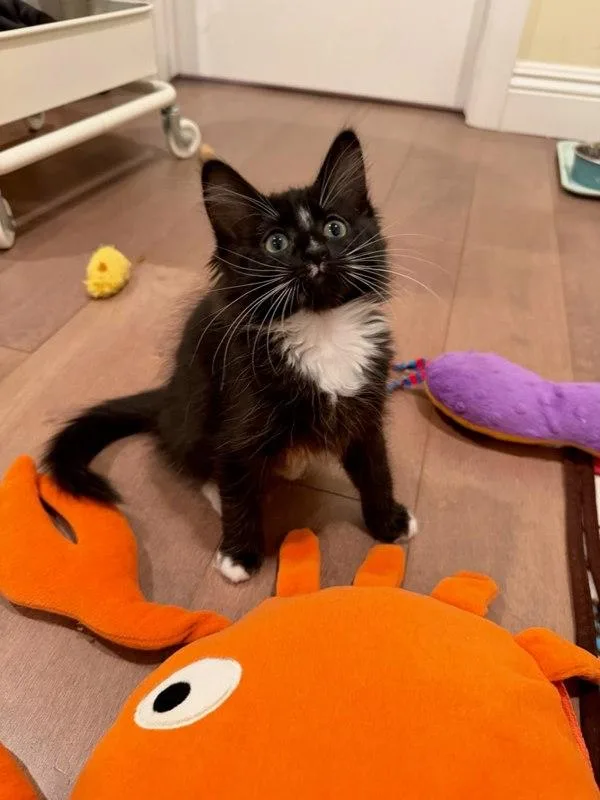 A baby small-sized female Domestic Short Hair cat named Mrs. Puff for adoption in Bonsall, CA