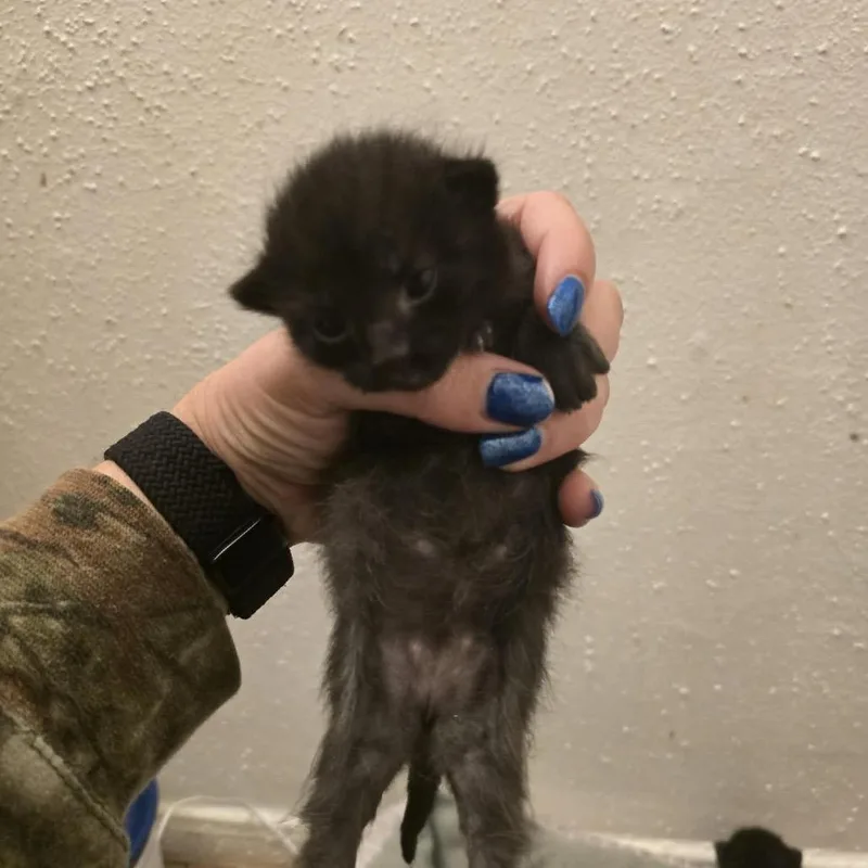 A baby small-sized female Black Domestic Short Hair cat named Delilah for adoption in League City, TX