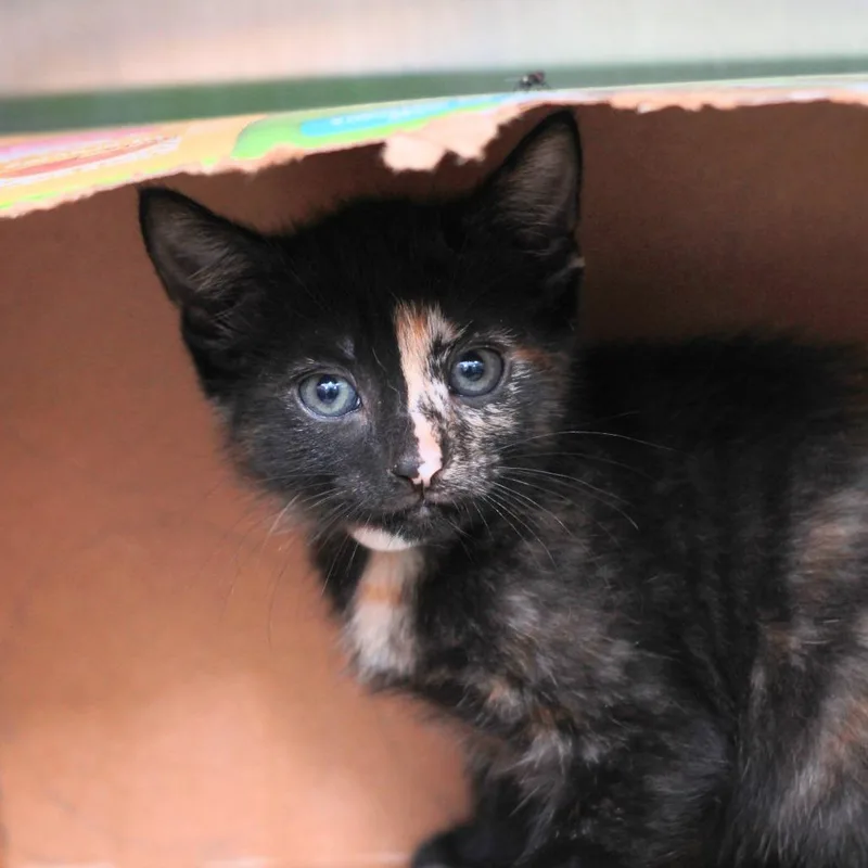A baby small-sized female Black Domestic Short Hair cat named Jann for adoption in Hattiesburg, MS