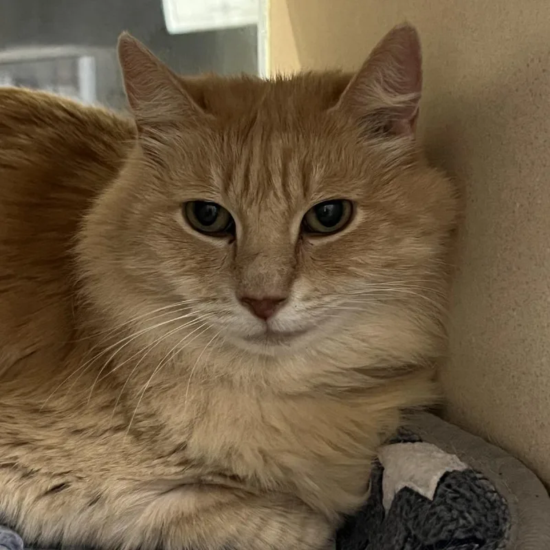 A senior large-sized male Orange / Red Domestic Long Hair cat named Yuzu for adoption in Tacoma, WA