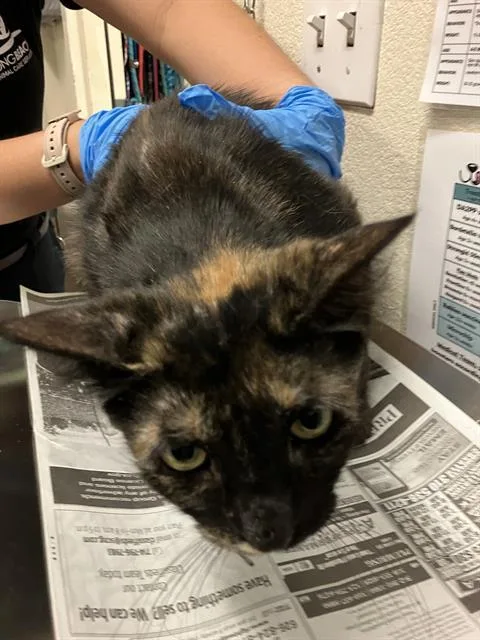 An adult medium-sized female Domestic Short Hair cat named Jubilee for adoption in Long Beach, CA
