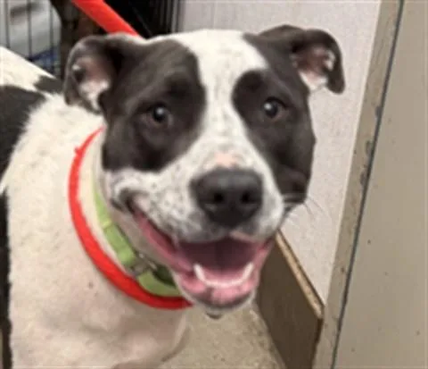 A young medium-sized female Pit Bull Terrier dog named Audino for adoption in Tucson, AZ