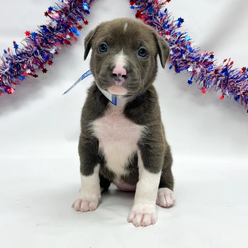 A baby small-sized female Pit Bull Terrier dog named Latte for adoption in Parker, CO