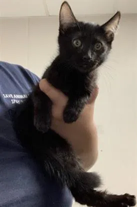 A baby small-sized female Domestic Short Hair cat named A for adoption in Visalia, CA
