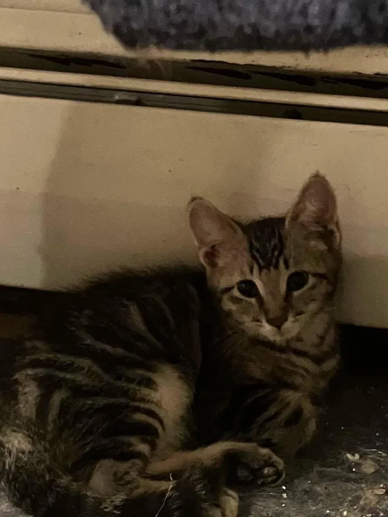 A young medium-sized male Domestic Short Hair cat named Mochi for adoption in Rochester, NY