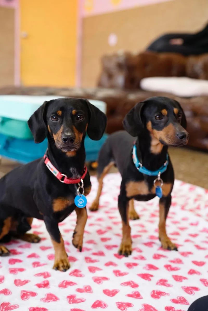 An adult small-sized male Bicolor Dachshund dog named Frank & Link for adoption in Pasadena, CA