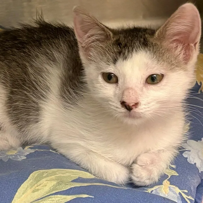 A baby small-sized female White Domestic Short Hair cat named Clarinet for adoption in East Hanover, NJ